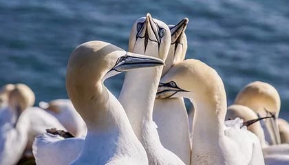 kaiyun网站-雄鹿队取得连胜 火力全开让对手无法抵挡，雄鹿队雄鹿队