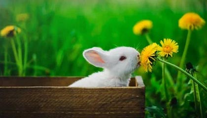 开云官网-英雄联盟韩服天梯排名洗牌中国选手表现抢眼，英雄联盟韩服最新排名