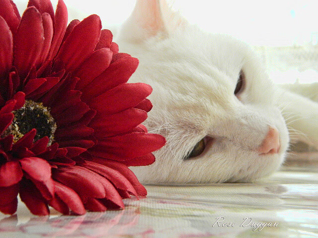 _水上漂移车表演:速度与水花的碰撞_,小车水上漂移