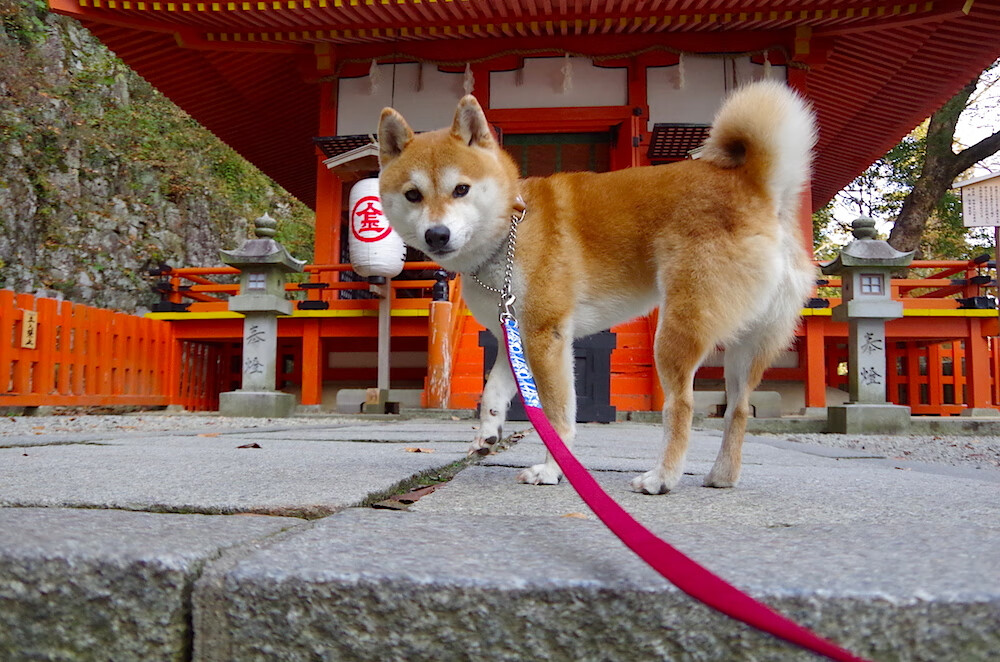 【冠军养成记】从青训到世界顶尖，运动员如何利用科学训练？，运动员如何提高训练水平