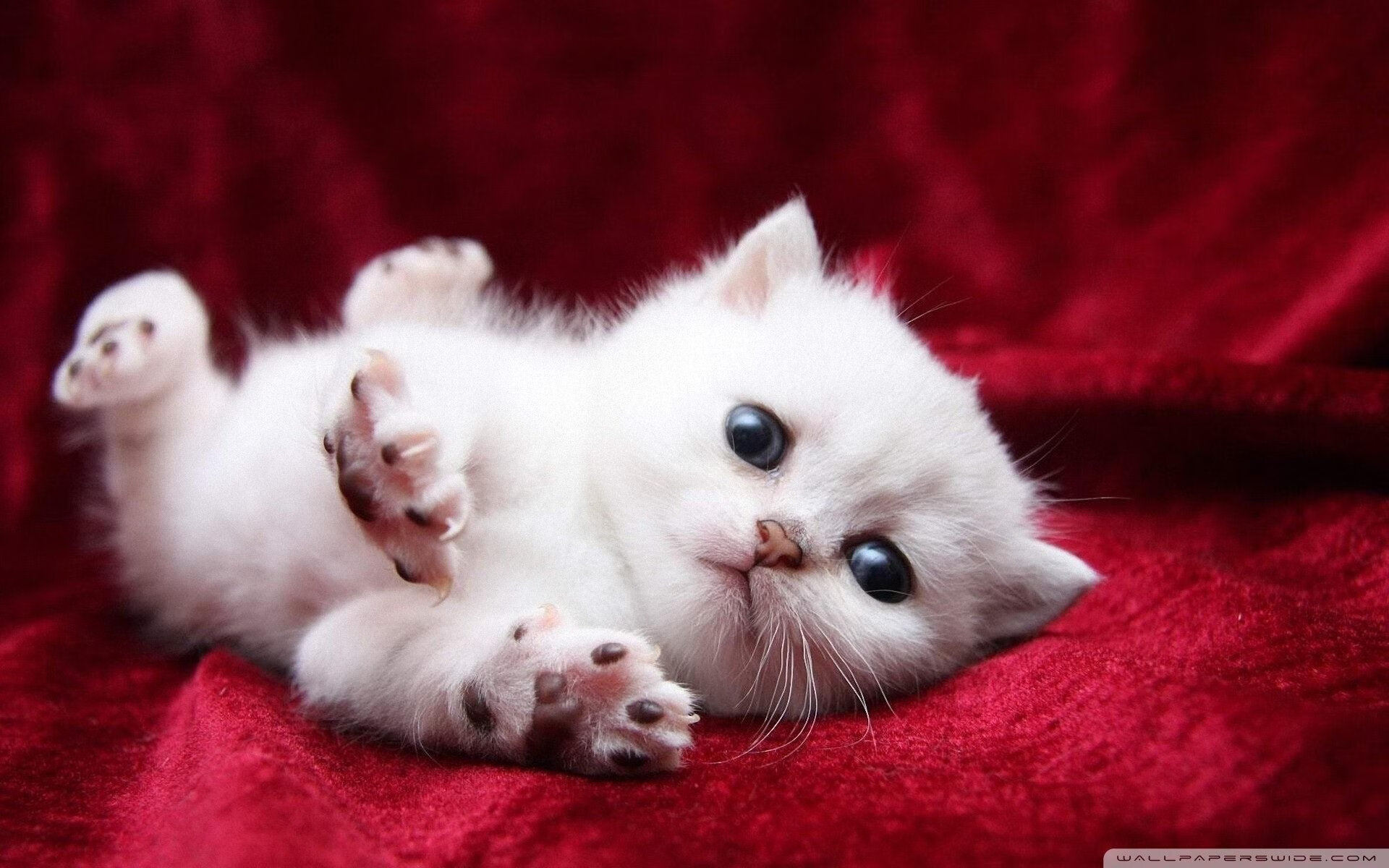 各大俱乐部战术升级，转会引援成为最佳选择，转会投入