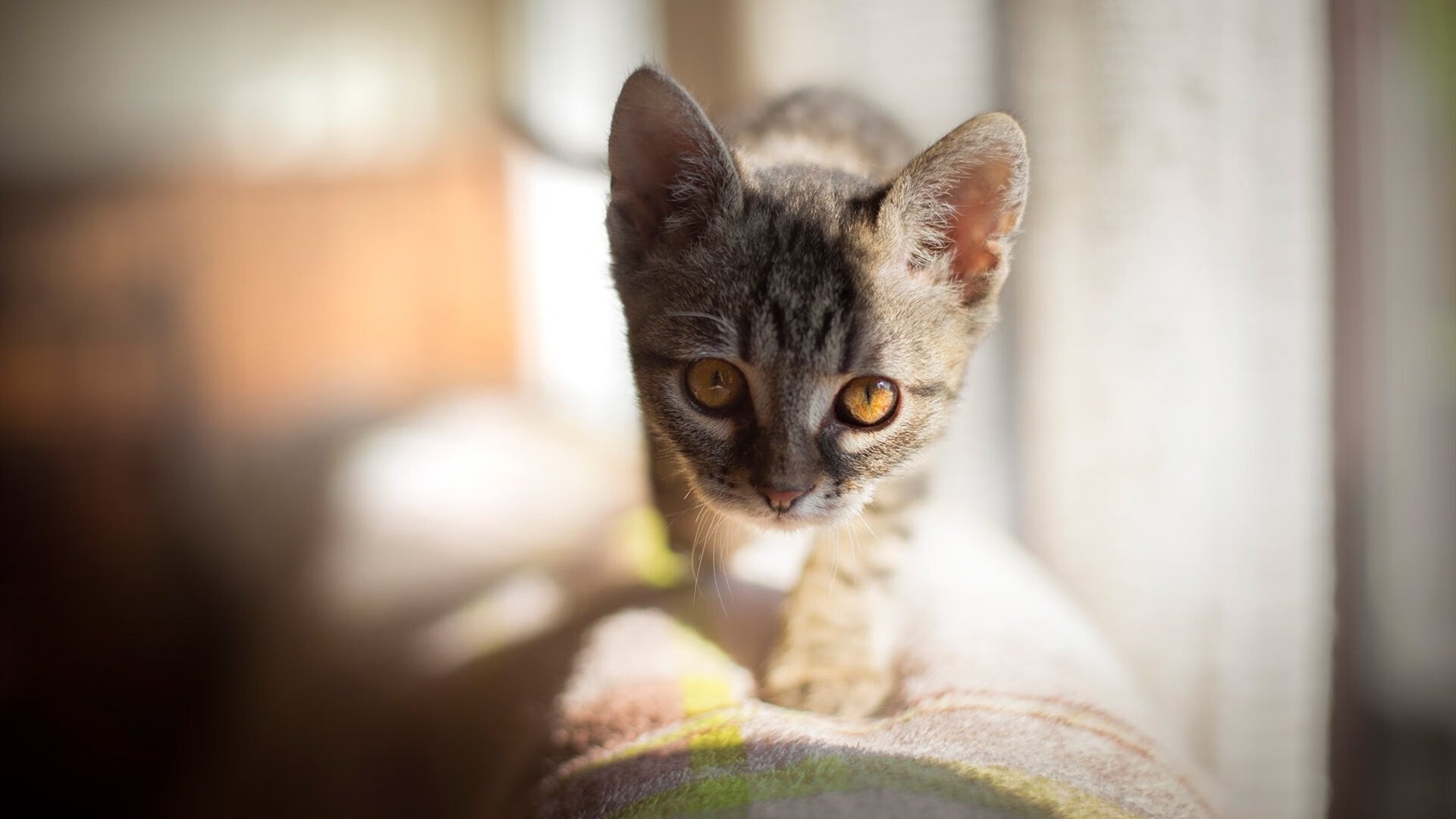 开云平台-荷兰马术队在巴黎奥运会障碍赛中获得第六名，展现强大实力。，荷兰的马