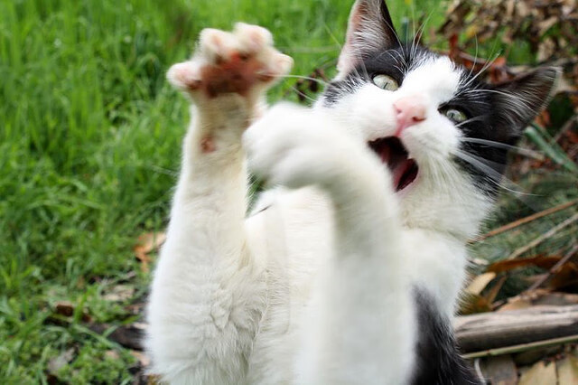 开云·体育官网-G联赛多队迎来新人补强，g联赛什么时候开始