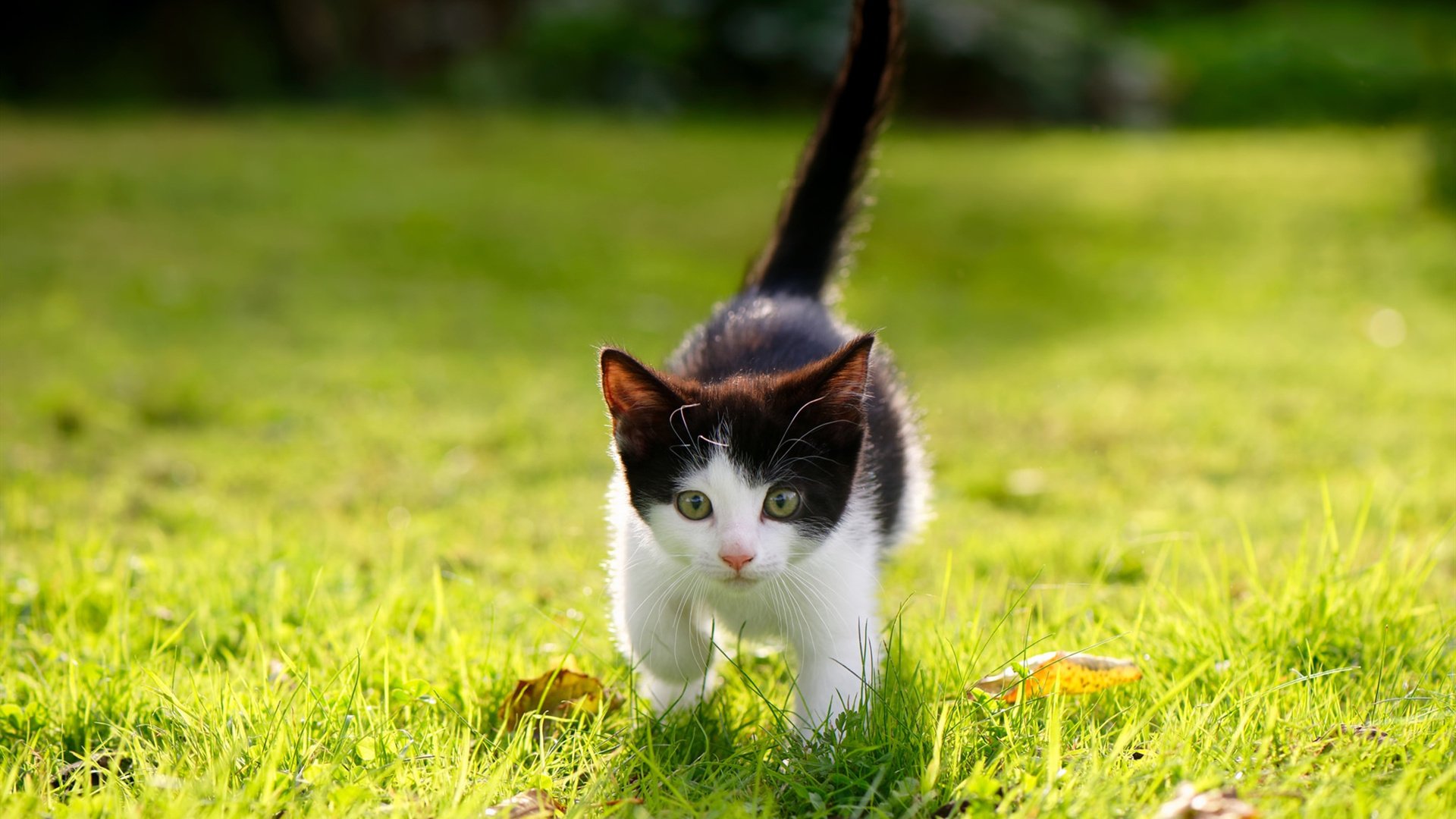 开云网站-中巡赛举办青少年高尔夫培训班，培养新一代球员，青少年高尔夫巡回赛