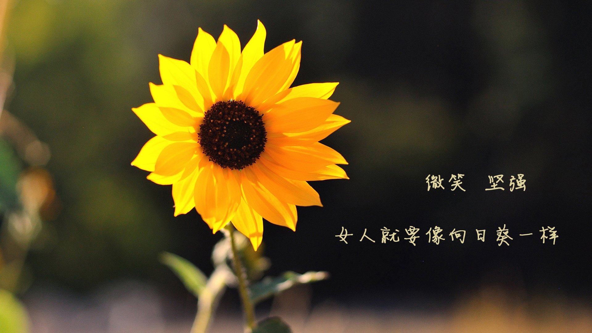 kaiyun官方入口登录-南美球队诸神归位，巴拉圭球队晋级，巴拉圭球迷