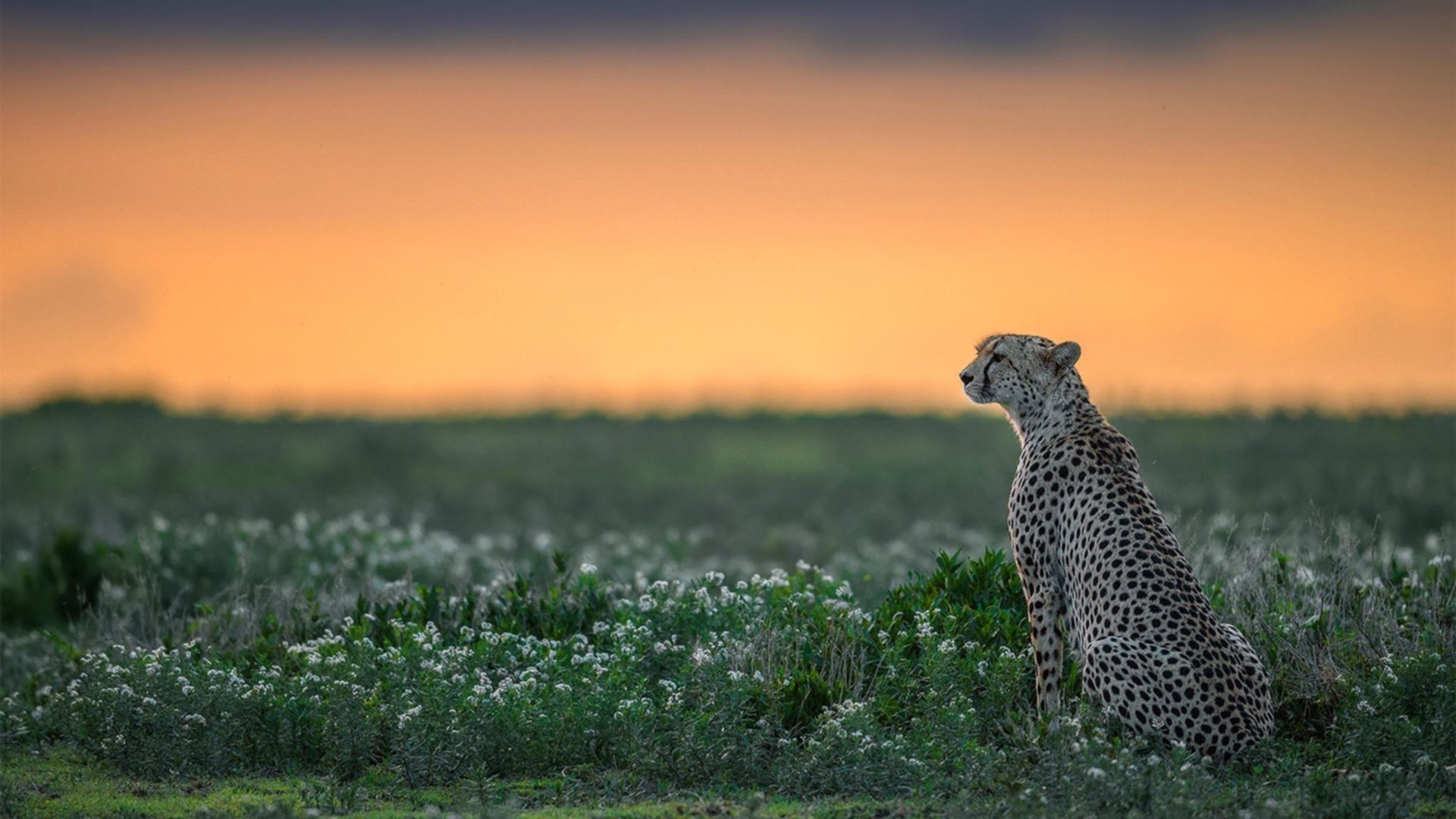国安险胜遭上港逐渐拉近差距,保持领头位置,国安vs上港首发出炉