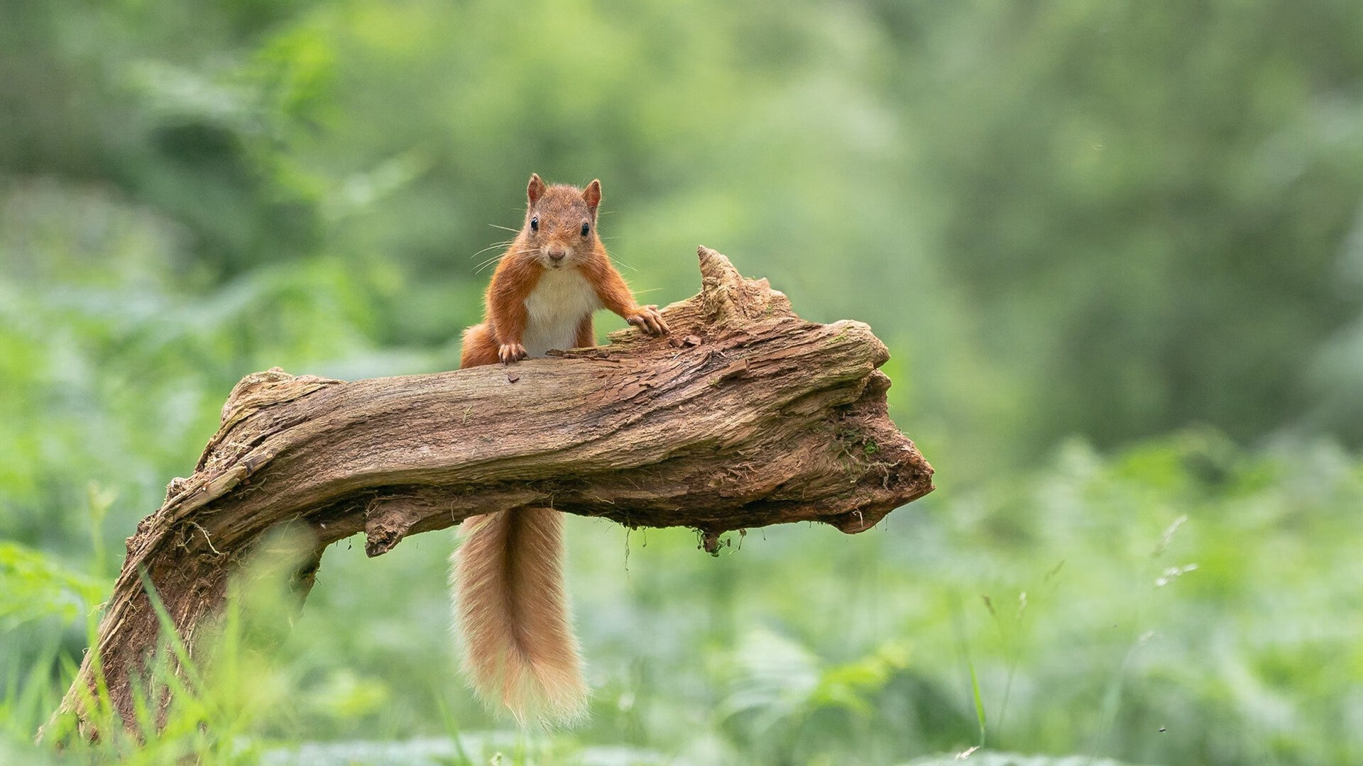 开云中国-女足世界杯阵容最终确定，备战进入冲刺，女足世界杯小组