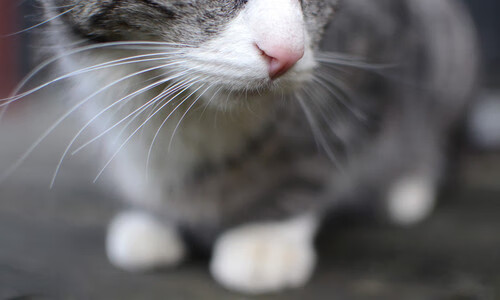 开云平台-王者荣耀电竞文化传播加速，王者荣耀电竞节目叫什么