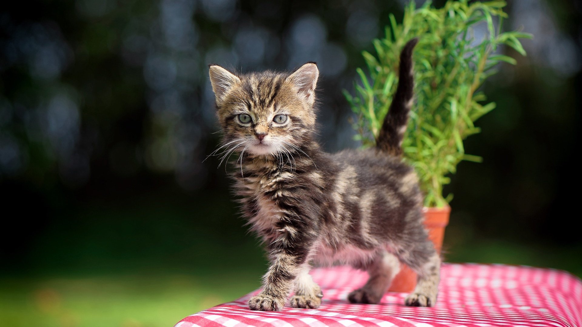 磨刀霍霍：比赛进行得如火如荼，胜负难以预料，磨刀霍霍图片