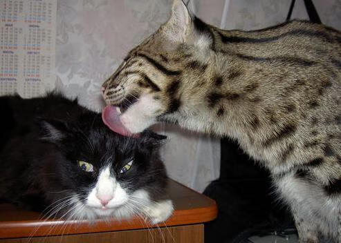 联盟是否应强化球员抗灾援助行动机制，联盟是否应强化球员抗灾援助行动机制呢