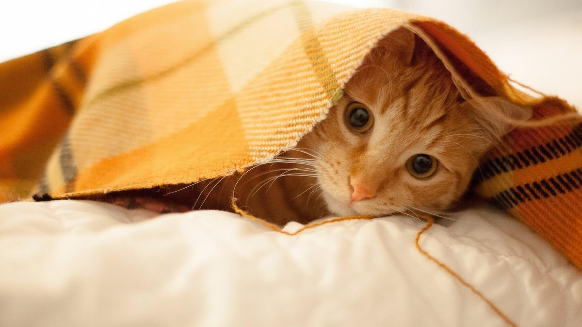 输赢不分!国内足球联赛连续受瞩目,中国足球联赛排名榜