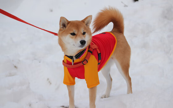 篮球专项体能训练疲劳监控技术开发,篮球运动监测