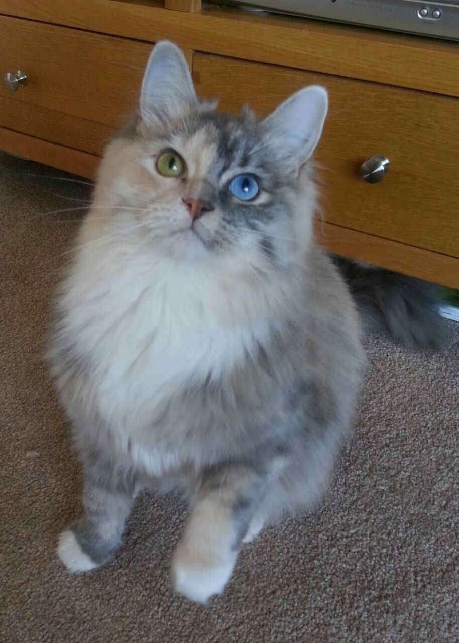 青少年足球普及：数字化平台推动青训全覆盖，青少年 足球