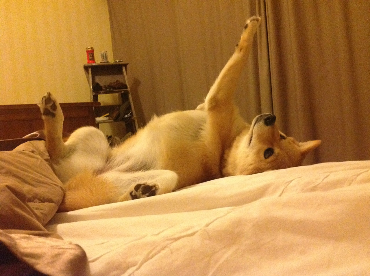 亚冠联赛中国足球战胜 球员配合日益默契,中国亚冠球队一览