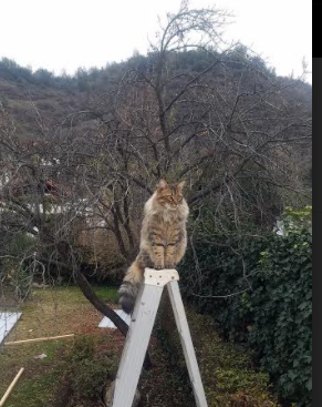 曼联重新调整战术找回进攻节奏，曼联的战术