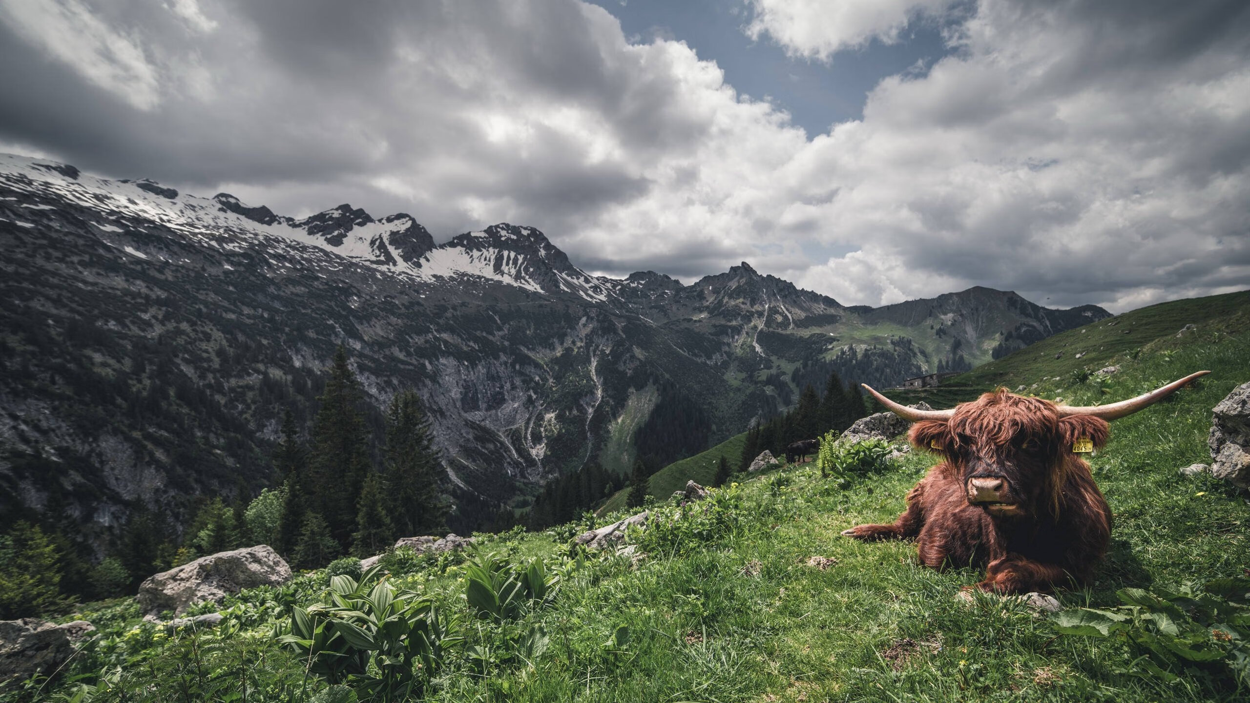 乌拉圭女篮在南美锦标赛中夺冠，展示持续的发展动力，乌拉圭蓝球