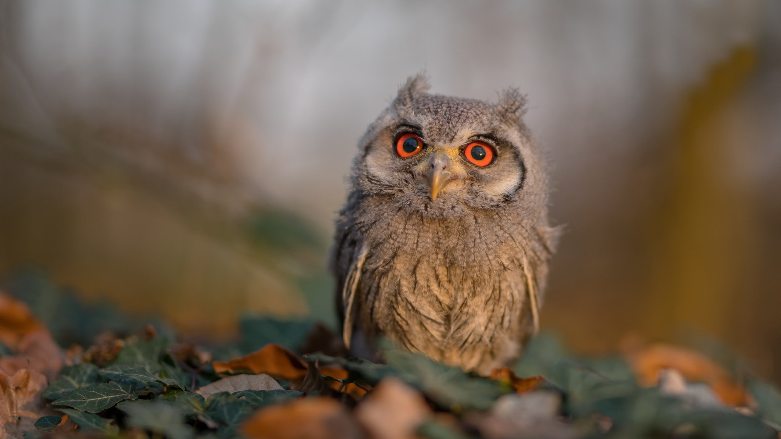 开云·体育官网APP下载-恩多比·恩乔：精准脚法让南非队在关键比赛中获得领先优势，恩多拉是什么意思