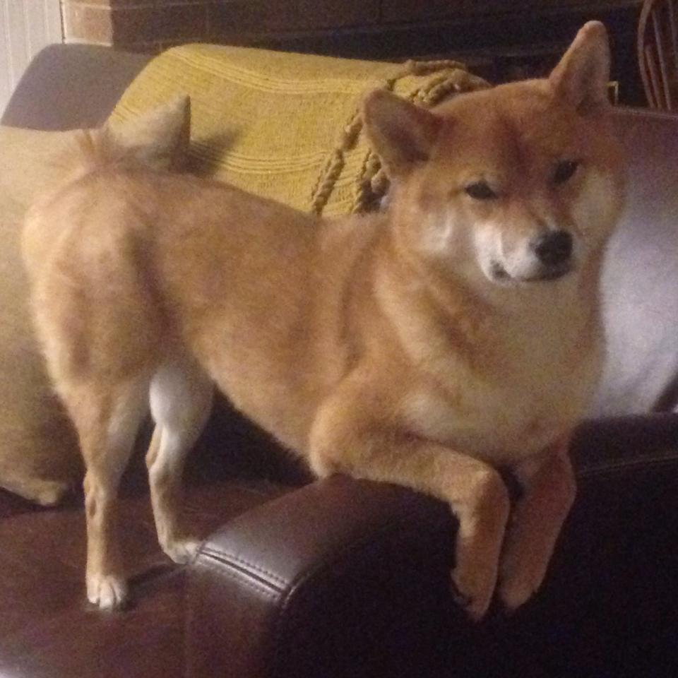 斯洛伐克女篮在欧洲预赛中表现优异，期待直冲奥运佳绩，斯洛伐克女篮国手