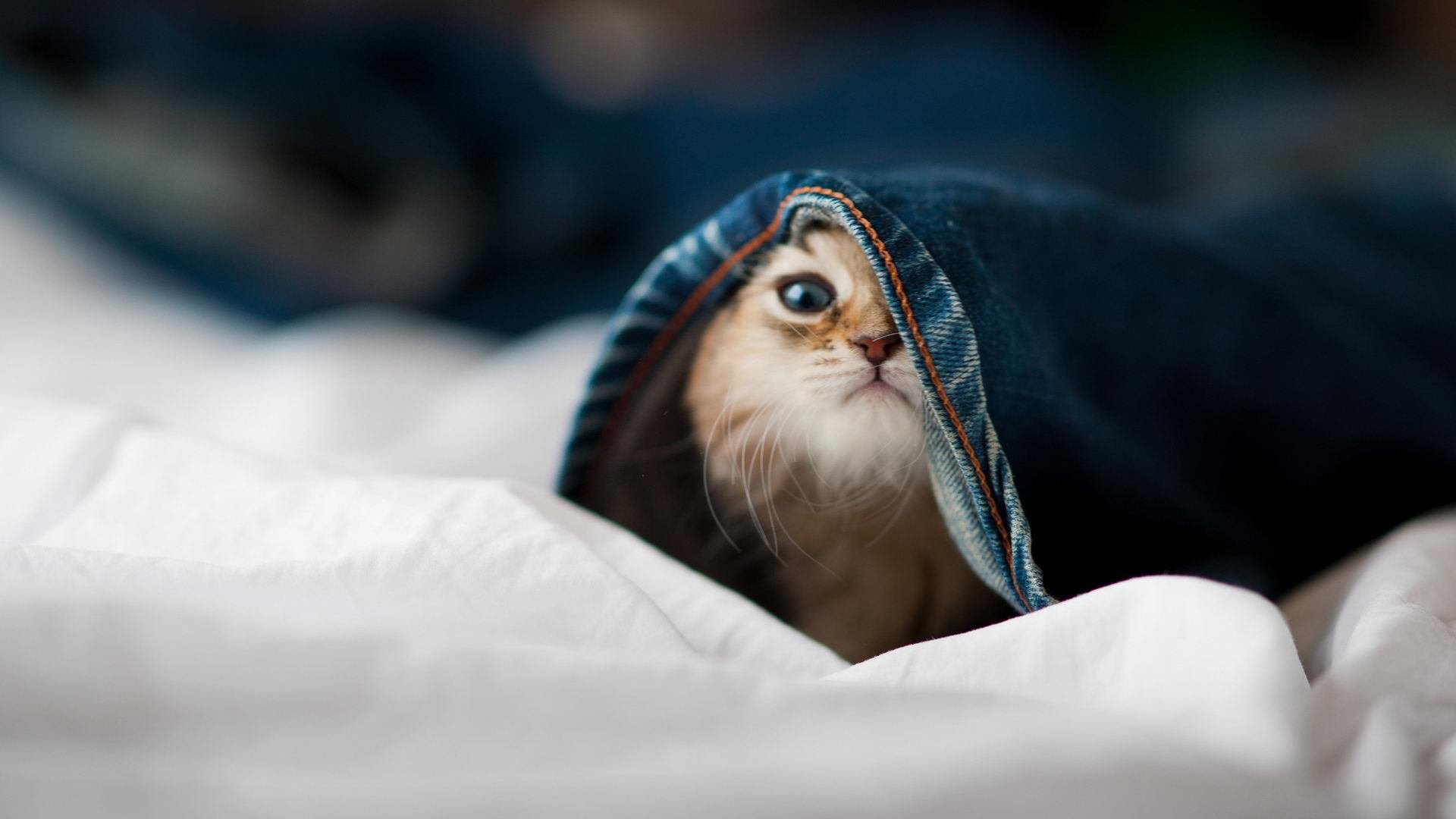 开云网站-法甲抢眼新星：未来足球领袖！，法甲预测