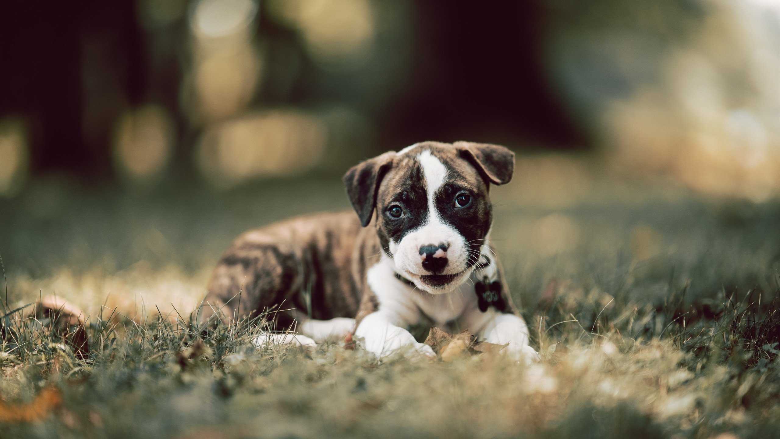 西甲极速反击：瞬间突破让敌人猝不及防，西甲录像回放极速