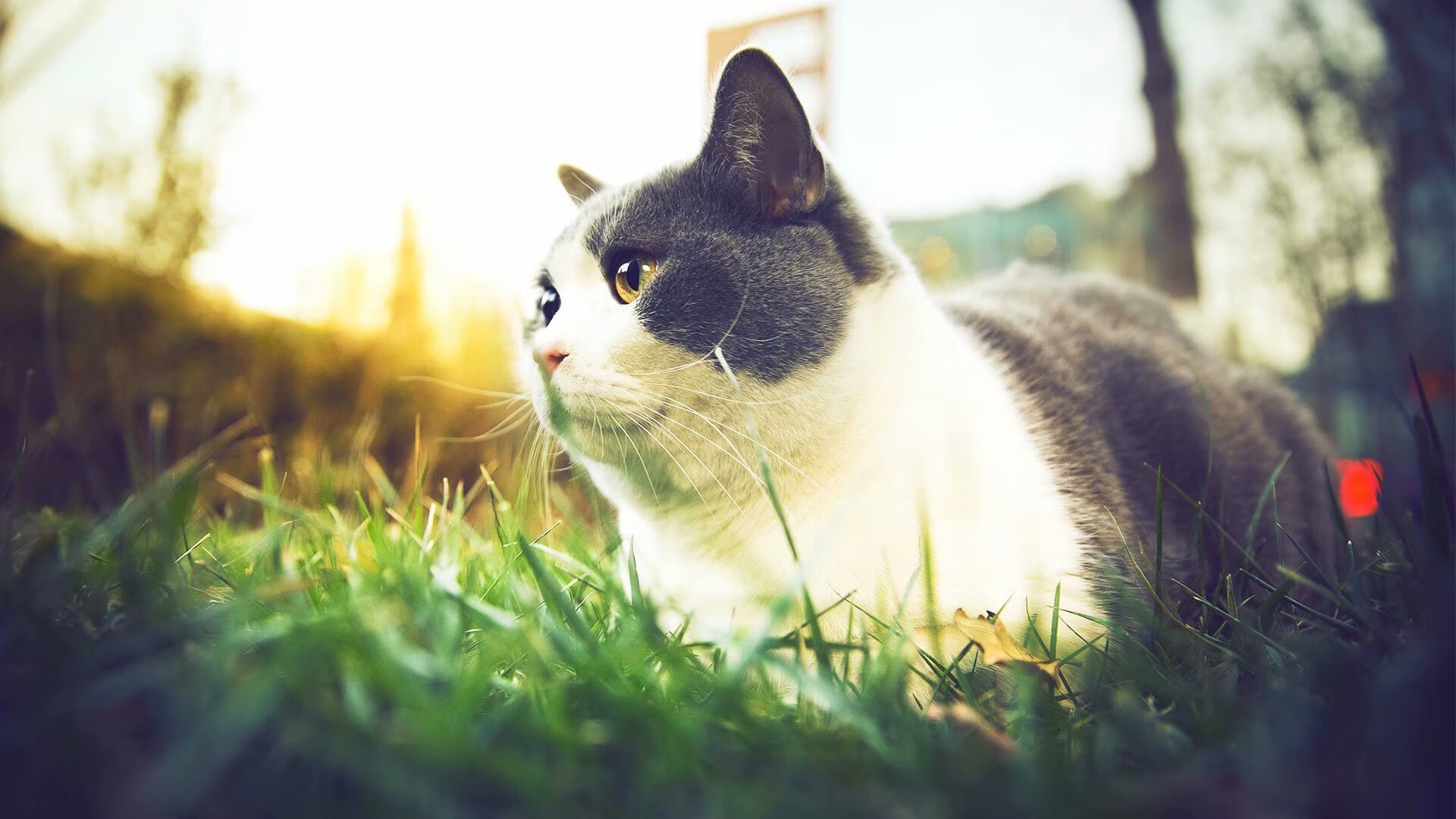 开云官网-雷霆小前锋新造型引球迷热议，雷霆队小前锋